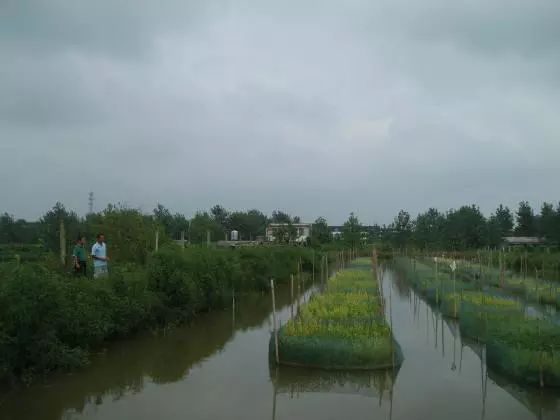 泥鳅种植致富项目_致富经泥鳅养殖_泥鳅养殖致富