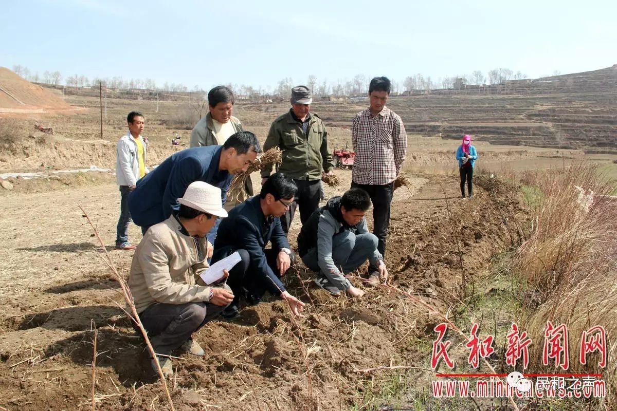 甘肃种植大棚怎么样_甘肃种植大棚致富_甘肃大棚厂家