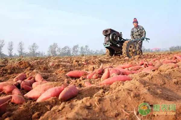 红薯高产种植法_红薯高产栽培技术视频_红薯种植高产管理技术视频