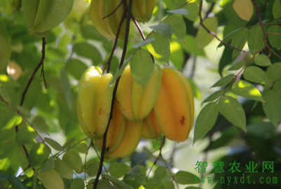 金樱子种植技术和管理_种植金樱子前景怎么样_金樱子种植技术与管理及效益