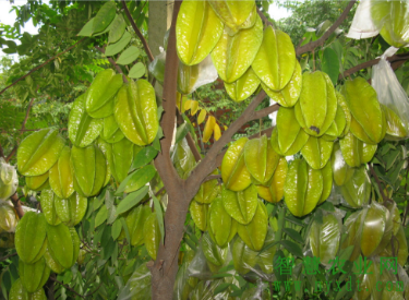 金樱子种植技术与管理及效益_金樱子种植技术和管理_种植金樱子前景怎么样