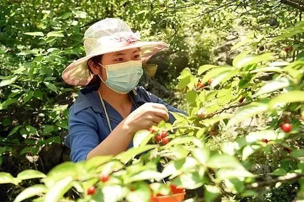 种菜致富案例_致富经蔬菜种植_种植蔬菜致富主线