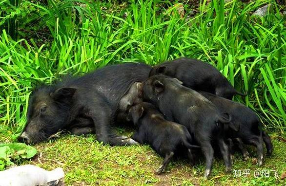 肉食猪养殖_猪肉养殖场_养殖猪肉致富