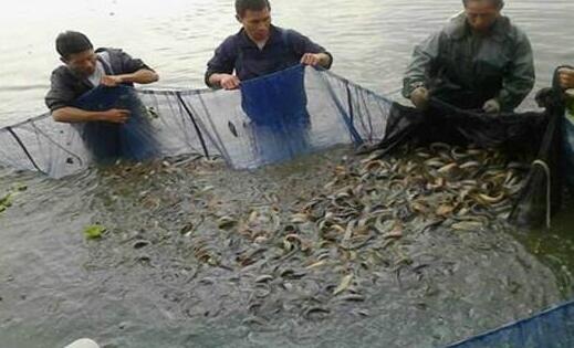 养殖泥鳅富豪_泥鳅养殖赚钱吗_养泥鳅致富经