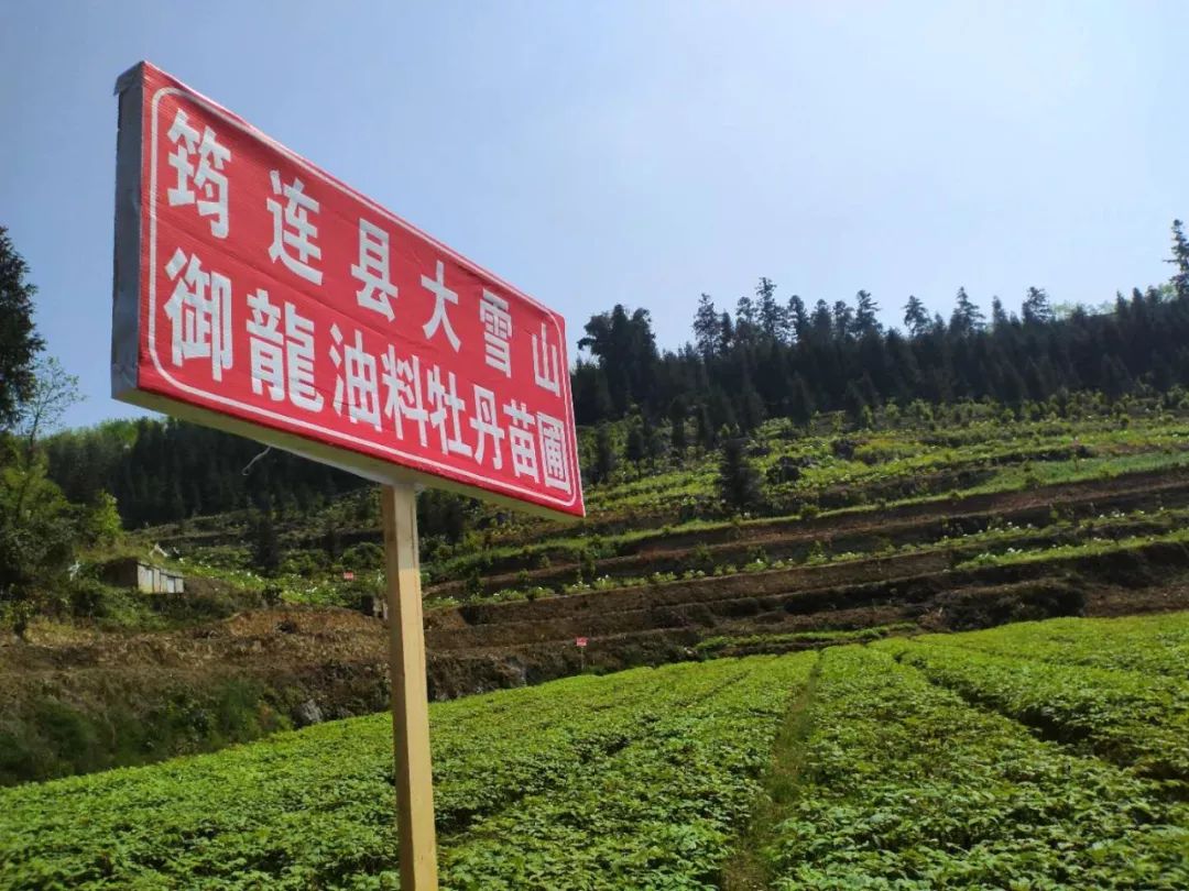 致富花种植技术_致富经花卉种植_种花致富经