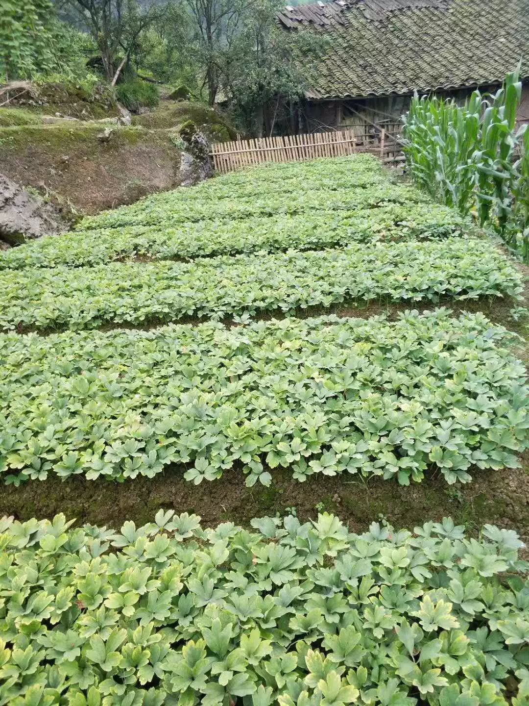 致富经花卉种植_致富花种植技术_种花致富经