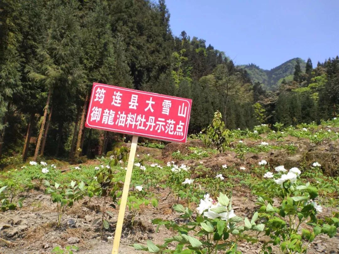 致富经花卉种植_致富花种植技术_种花致富经