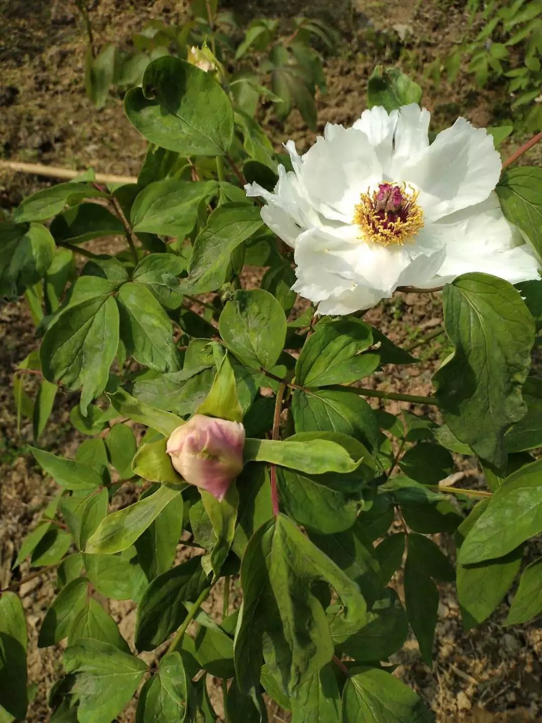 致富花种植技术_致富经花卉种植_种花致富经