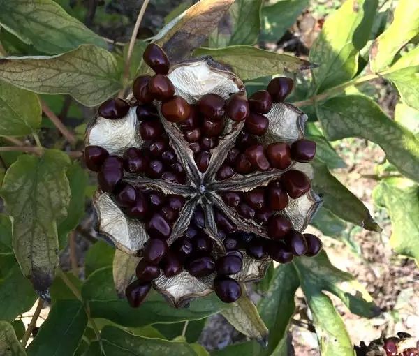 致富花种植技术_种花致富经_致富经花卉种植