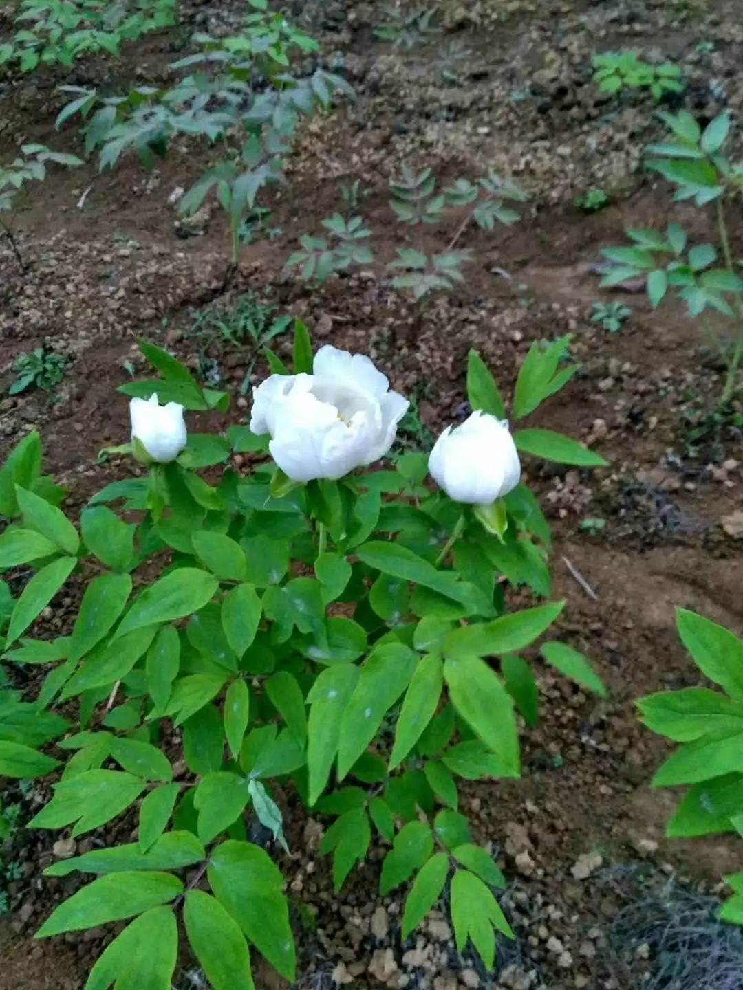 致富花种植技术_种花致富经_致富经花卉种植