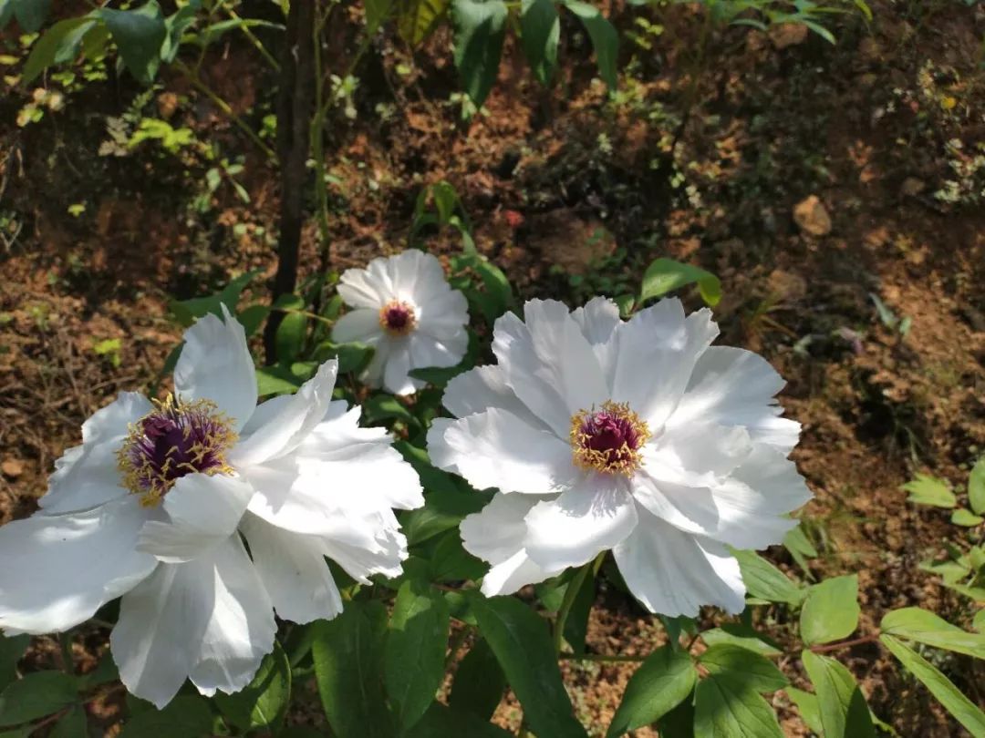 致富花种植技术_致富经花卉种植_种花致富经