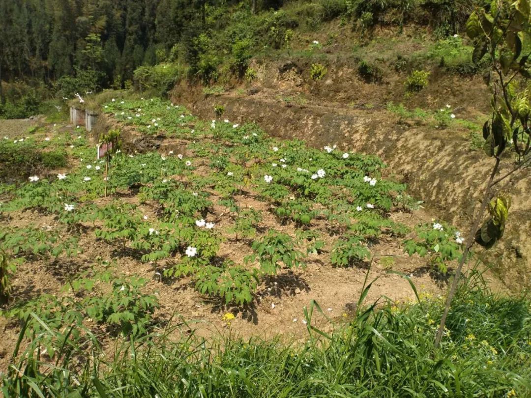 种花致富经_致富花种植技术_致富经花卉种植