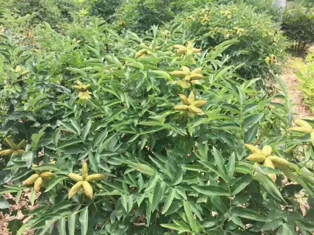 致富花种植技术_种花致富经_致富经花卉种植