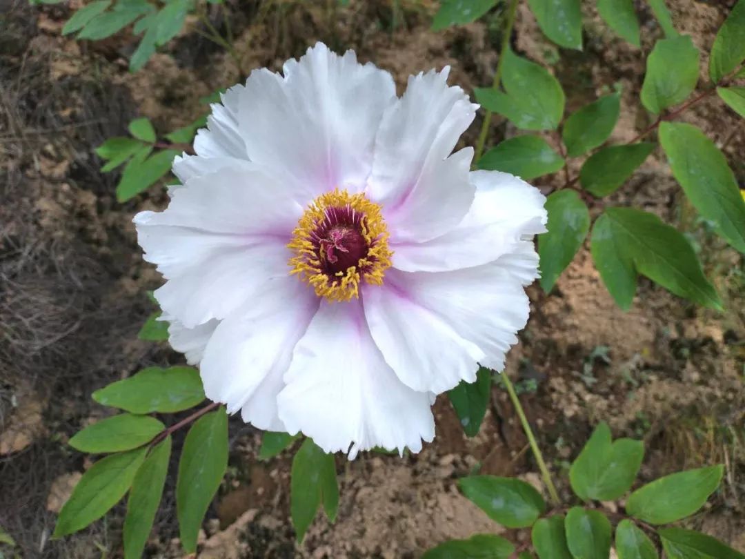 致富经花卉种植_种花致富经_致富花种植技术