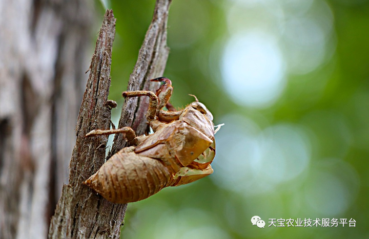 致富养殖方案设计_致富养殖好项目大全_养殖致富方案