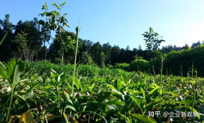 致富经核桃种植_致富核桃种植视频_致富核桃种植技术视频