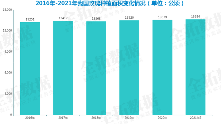 剑兰花种植基地_昆明种植剑兰致富_剑兰种植