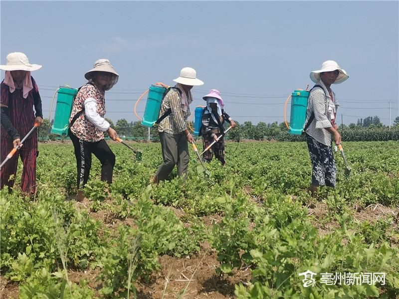 菊花“打头”助增收