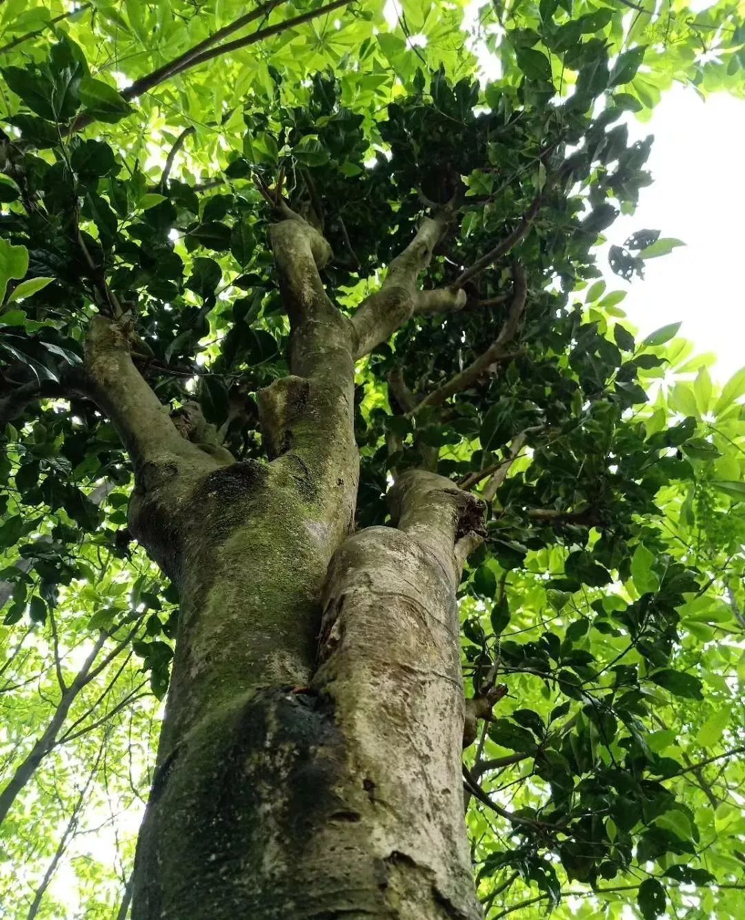 老茶树的价格_老茶树多少钱一斤_致富经老茶树