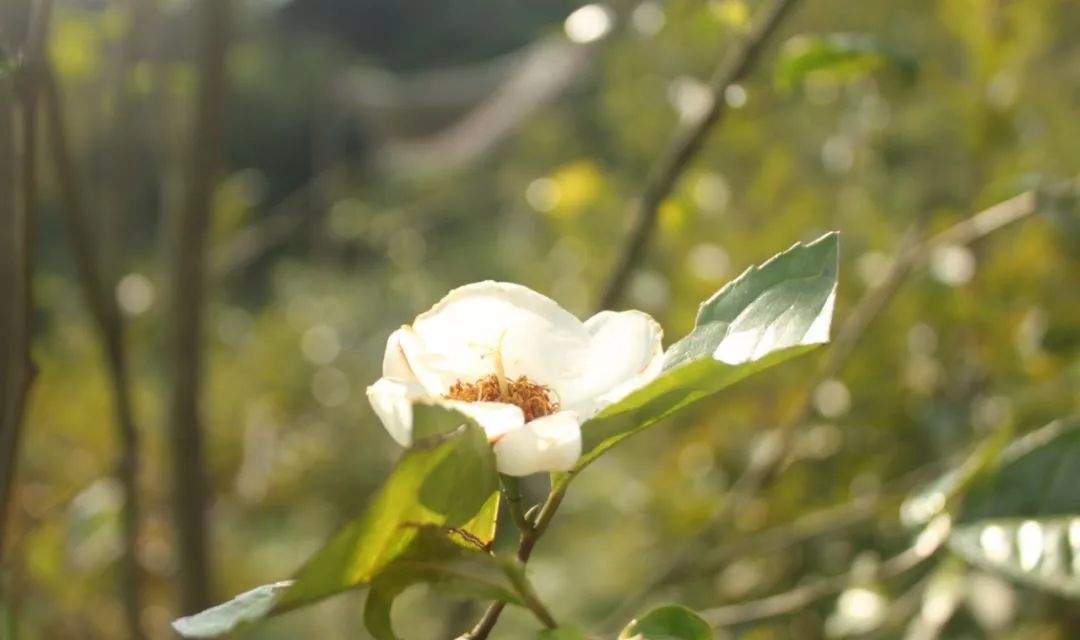 老茶树的价格_致富经老茶树_老茶树多少钱一斤