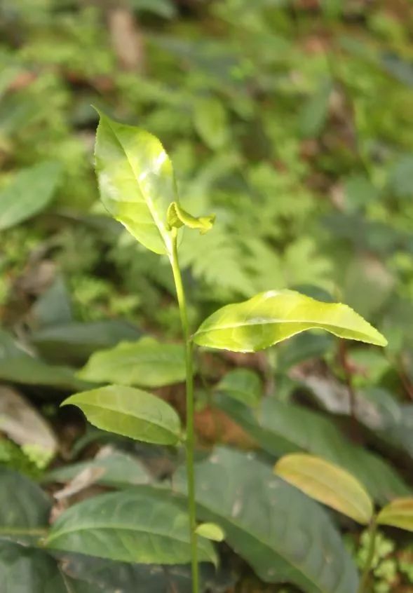 老茶树多少钱一斤_致富经老茶树_老茶树的价格