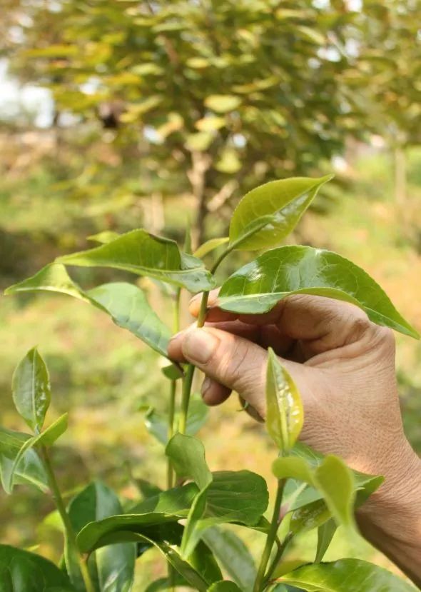 老茶树多少钱一斤_致富经老茶树_老茶树的价格