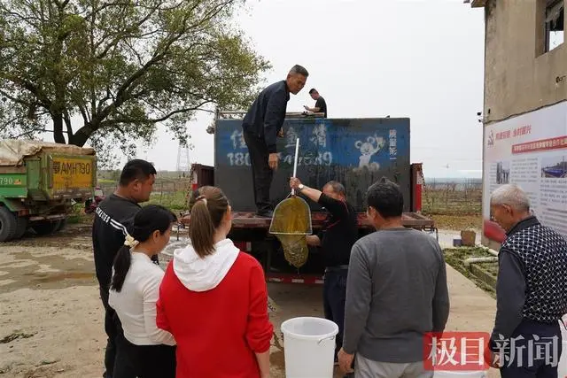 致富经养鸭子_致富经鸭子养殖视频_鸭子养殖致富记