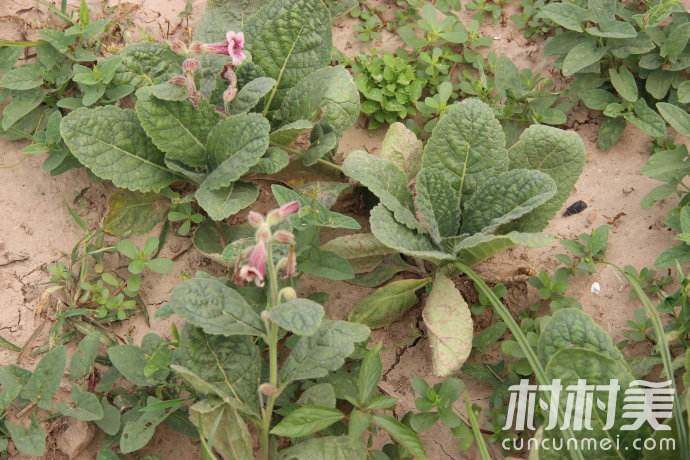 致富经金银花种植技术视频_致富经栏目种植金银花_致富经金银花