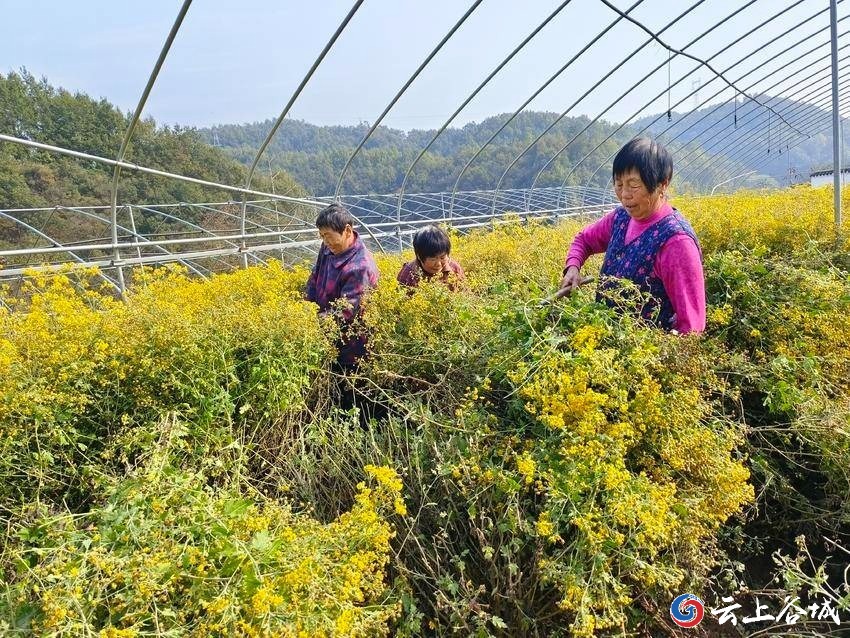 菊花种植技术与栽培管理_菊花全年种植管理技术要点_菊花全年管理种植技术