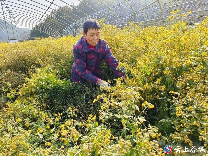 菊花全年管理种植技术_菊花种植技术与栽培管理_菊花全年种植管理技术要点