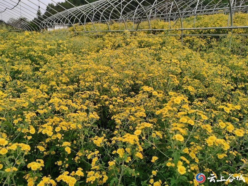 菊花全年管理种植技术_菊花全年种植管理技术要点_菊花种植技术与栽培管理