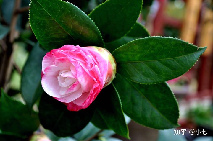 致富经兰花种植视频_致富兰花种植时间_兰花种植致富经