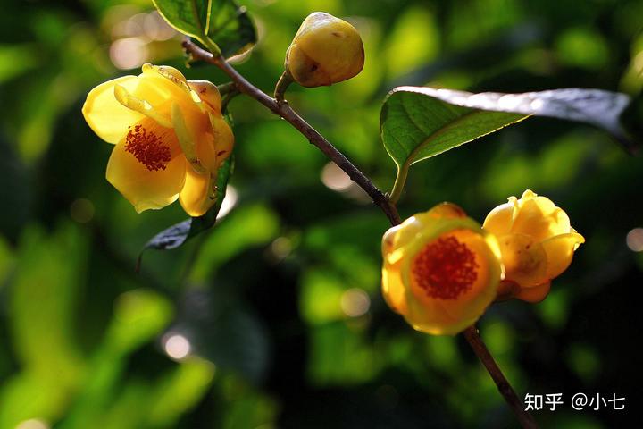 致富兰花种植时间_致富经兰花种植视频_兰花种植致富经