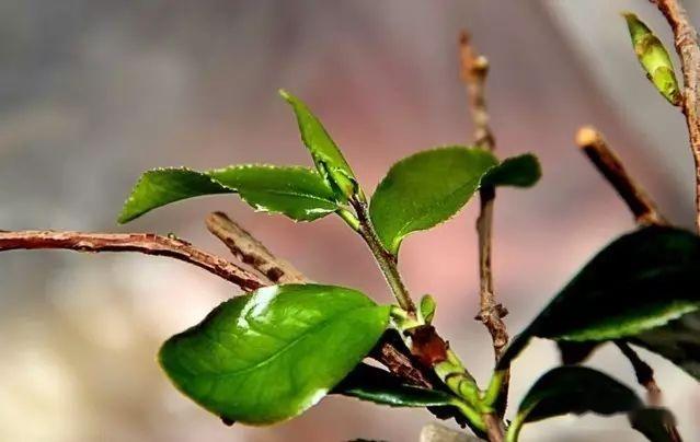 茶百科 | 茶树品种—76个茶树良种，你认识几个？