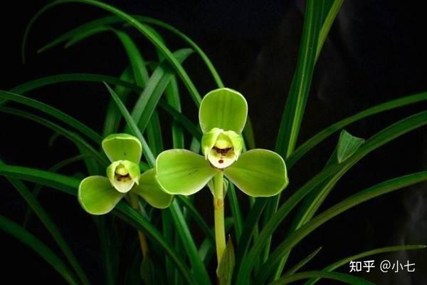 致富兰花种植方法_致富兰花种植时间_兰花种植致富经