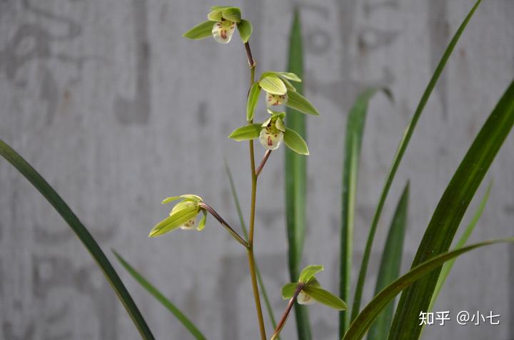 兰花种植致富经_致富兰花种植方法_致富兰花种植时间