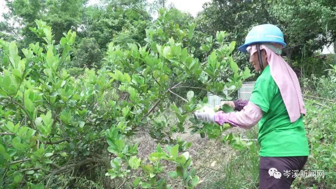 湖南柠檬种植致富_柠檬种植公司_柠檬种植基地