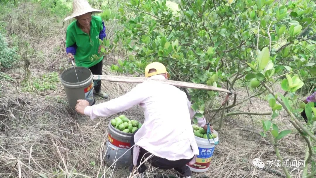 柠檬种植公司_湖南柠檬种植致富_柠檬种植基地