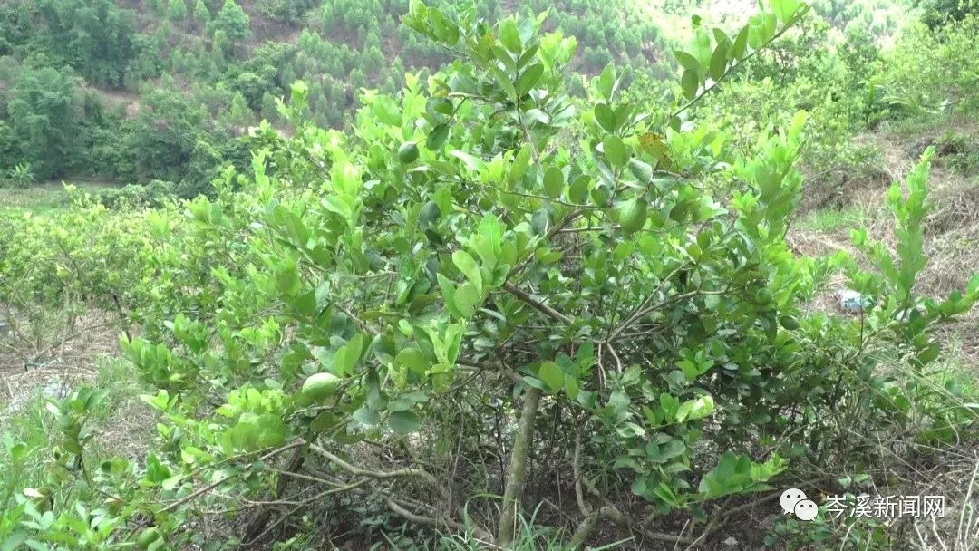 湖南柠檬种植致富_柠檬种植公司_柠檬种植基地