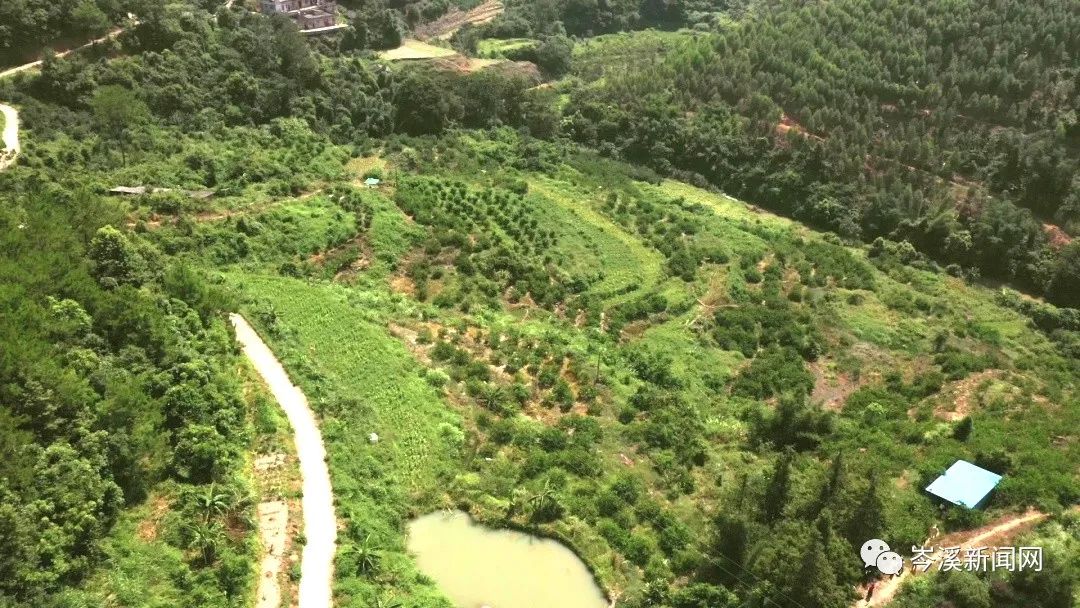 柠檬种植基地_湖南柠檬种植致富_柠檬种植公司