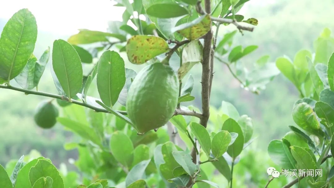 柠檬种植基地_柠檬种植公司_湖南柠檬种植致富