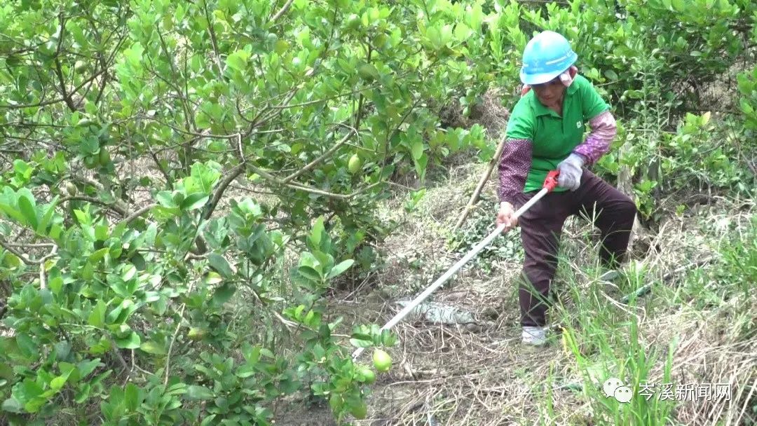 柠檬种植公司_柠檬种植基地_湖南柠檬种植致富