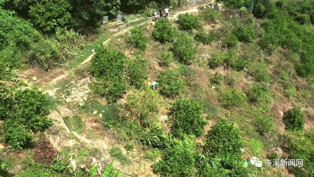 柠檬种植基地_湖南柠檬种植致富_柠檬种植公司