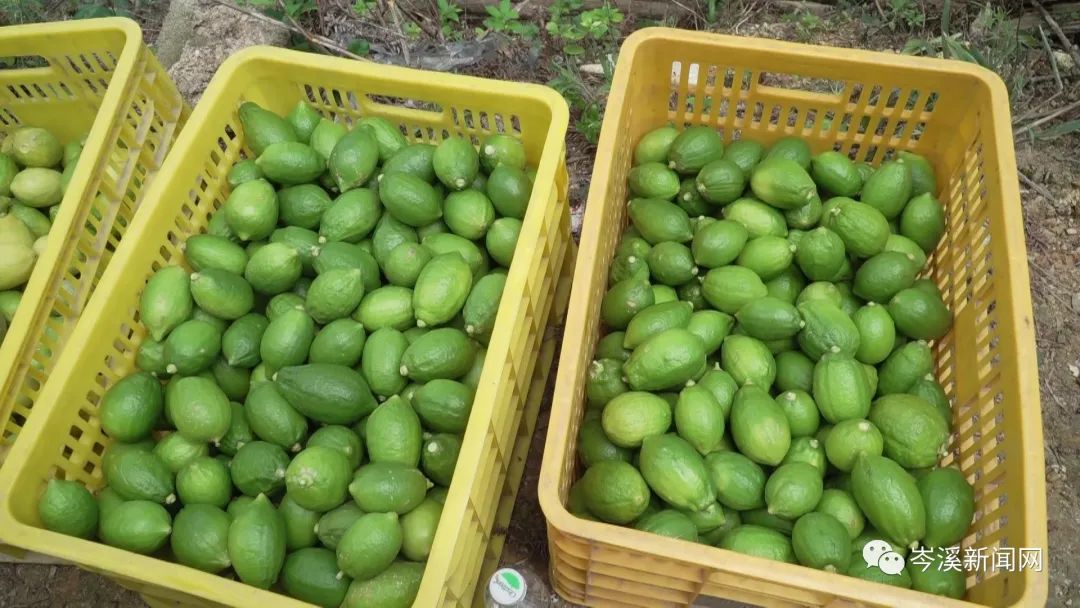 柠檬种植公司_湖南柠檬种植致富_柠檬种植基地