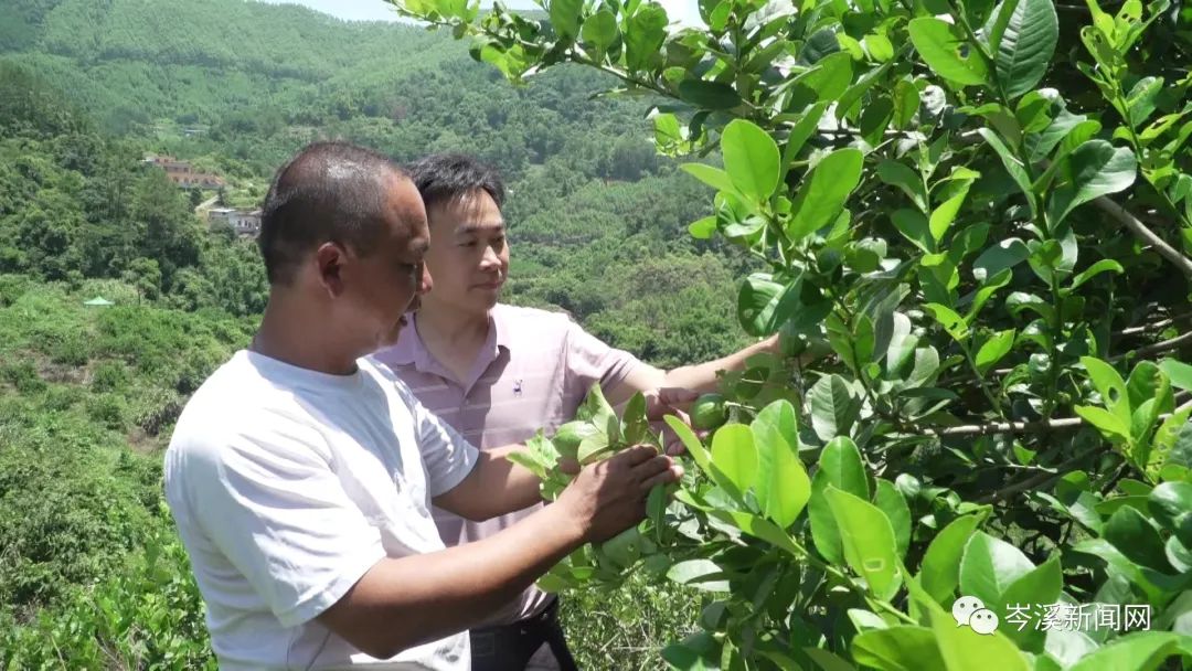 湖南柠檬种植致富_柠檬种植公司_柠檬种植基地