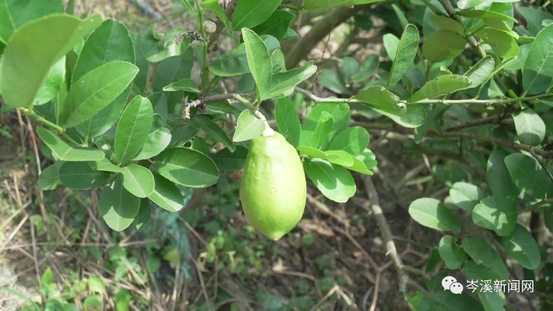 柠檬种植基地_柠檬种植公司_湖南柠檬种植致富