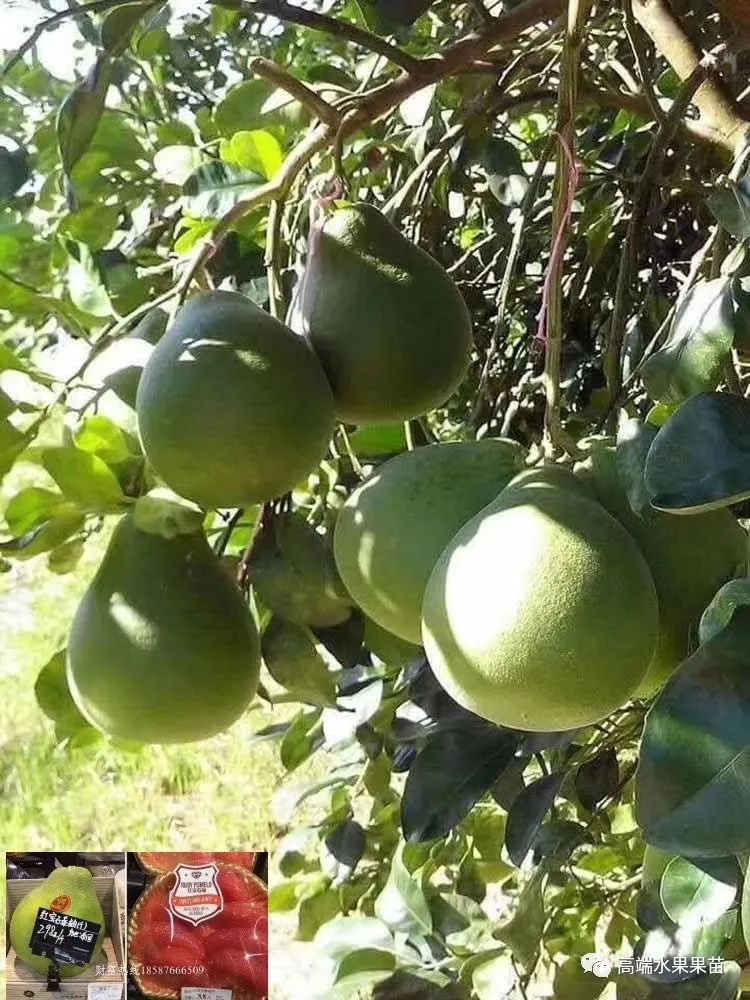 宝石种植致富项目_致富的法宝_致富宝石种植项目有哪些