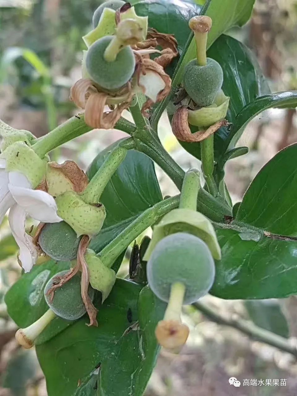 致富的法宝_宝石种植致富项目_致富宝石种植项目有哪些