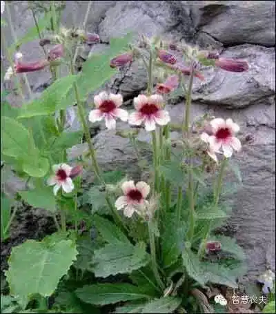 致富经金银花_致富经栏目种植金银花_农村靠种金银花致富人