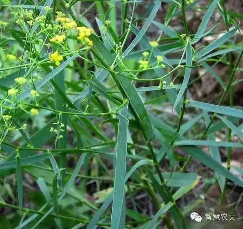 致富经金银花_农村靠种金银花致富人_致富经栏目种植金银花